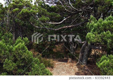 Path in the old juniper forest Path in the old juniper forest 63392443