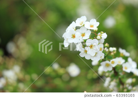 S田川Hor船環路沿途的白雪柳花白山公園 S田川Hor船環路沿途的白雪柳花白山公園 63393103