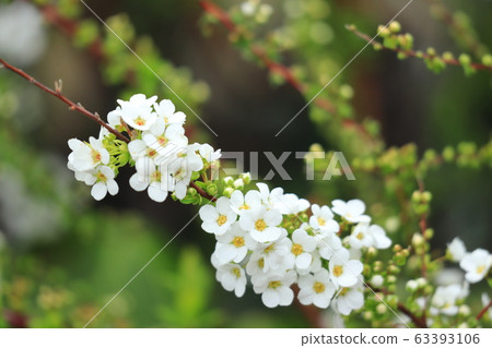 S田川Hor船環路沿途的白雪柳花白山公園 63393106