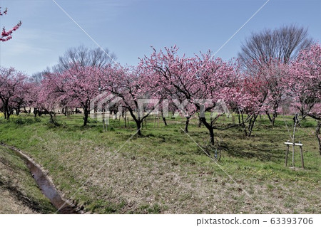 Furukawa General Park (Torin) 63393706