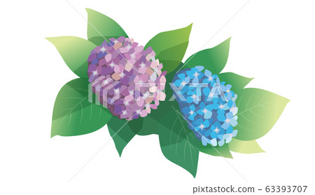 Hydrangea 63393707