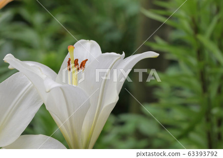 Coolia Lily Flower Coolia Lily Flower 63393792