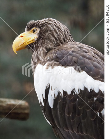 鷹 63394210