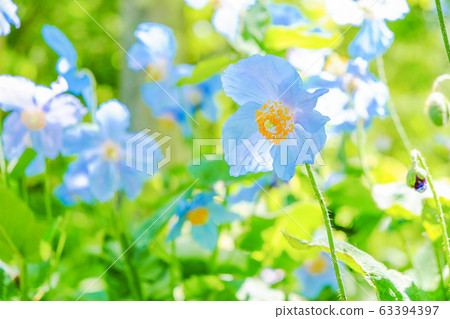 藍罌粟社區 63394397