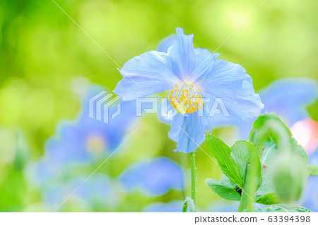 Blue Poppy 2 63394398