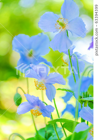 藍罌粟（垂直）1 63394399