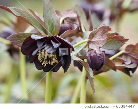 聖誕節玫瑰 63394447