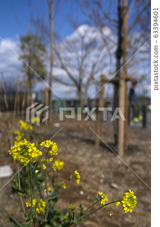 Rape blossoms and blue sky 63394601