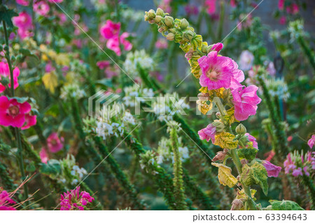 Hollyhock flower blossoms or Alcea rosea in the 63394643