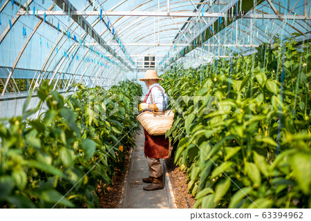 Senoir man harvesting peppers on a farm 63394962
