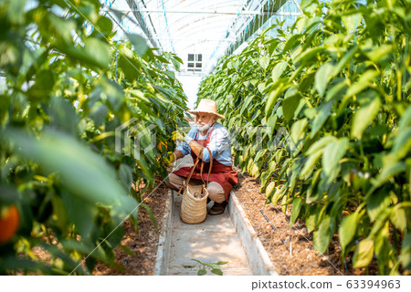 Senoir man harvesting peppers on a farm 63394963