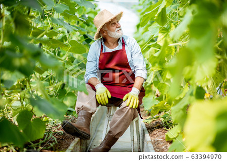 Senior man in the hothouse with cucumber plantation 63394970