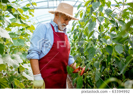Senior man growing sweet peppers in the hothouse 63394992