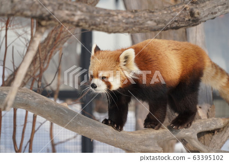 札幌丸山動物園小熊貓 札幌丸山動物園小熊貓 63395102