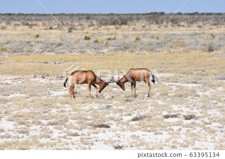 Hartebeest (Etosha National Park) Hartebeest (Etosha National Park) 63395134
