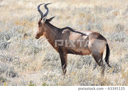 Hartebeest (Etosha National Park) 63395135