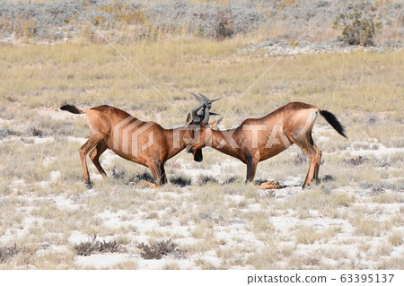 Hartebeest (Etosha National Park) Hartebeest (Etosha National Park) 63395137