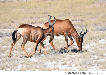 Hartebeest (Etosha National Park) 63395138