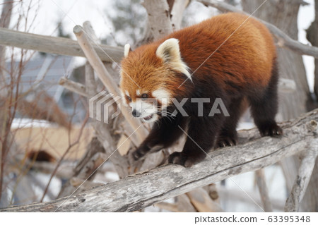 Sapporo Maruyama Zoo Red Panda 63395348