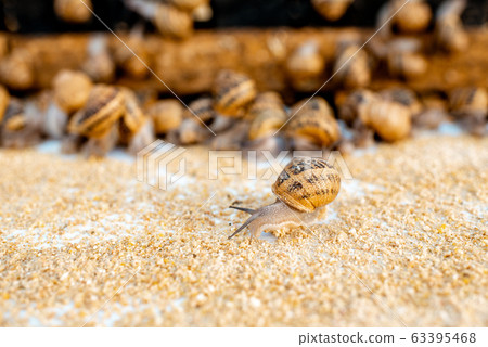 Close-up of snails on a farm Close-up of snails on a farm 63395468