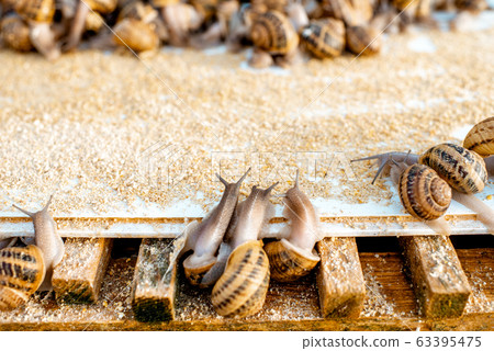 Close-up of snails on a farm 63395475