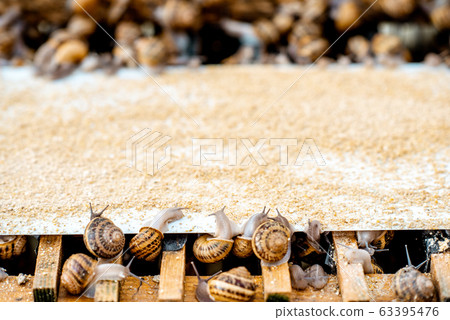 Close-up of snails on a farm 63395476
