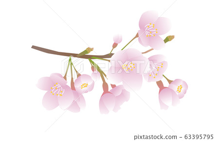 花朵 花 花卉 63395795