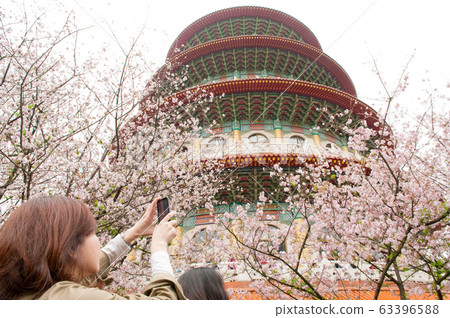 天元宮美麗的櫻花季節台灣台北,染井吉野,女背 天元宮美麗的櫻花季節台灣台北,染井吉野,女背 63396588