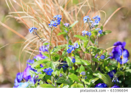 Forget-me-not flowers Forget-me-not flowers 63396694