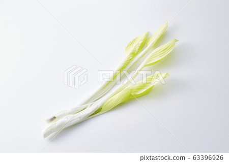 Urui (hosta plant) 63396926