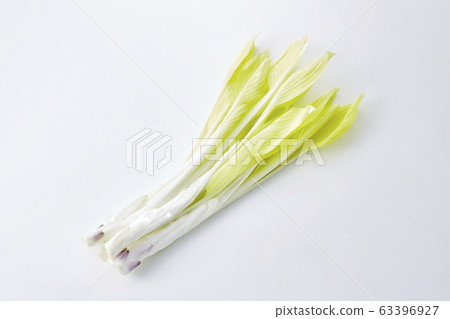 烏瑞（玉host植物） 63396927