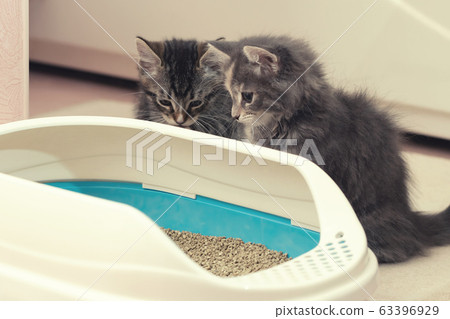 Two cute kittens are sitting near their litter box. Training kittens to the toilet 63396929