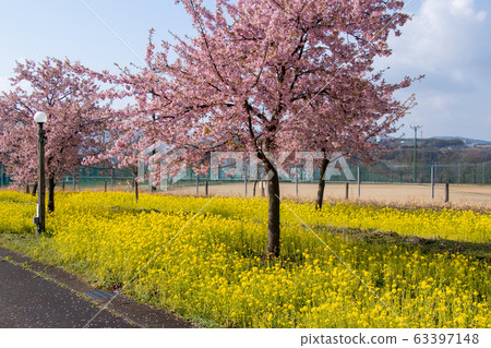 河津櫻花和油菜花 63397148
