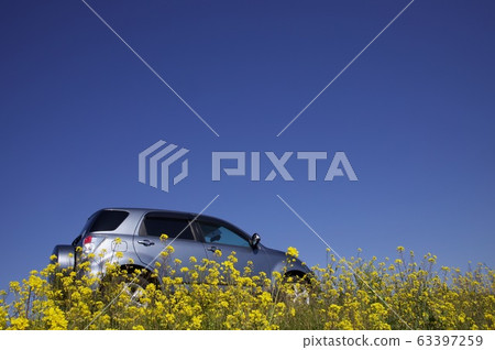 Rape blossoms and car 63397259