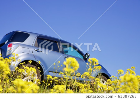 Rape blossoms and car 63397265
