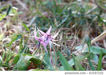 Katakuri (Kataguri) begins to bloom 63397292