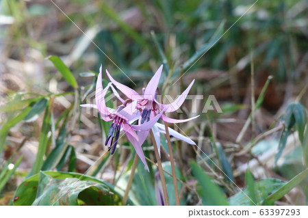 Katakuri (Kataguri) begins to bloom Katakuri (Kataguri) begins to bloom 63397293