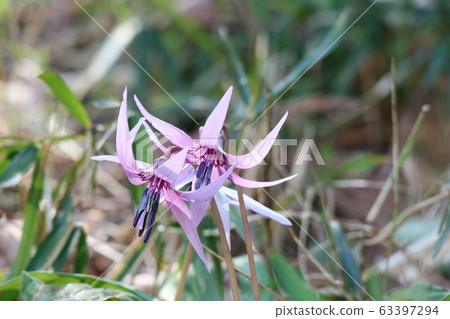 Katakuri (Kataguri) begins to bloom Katakuri (Kataguri) begins to bloom 63397294