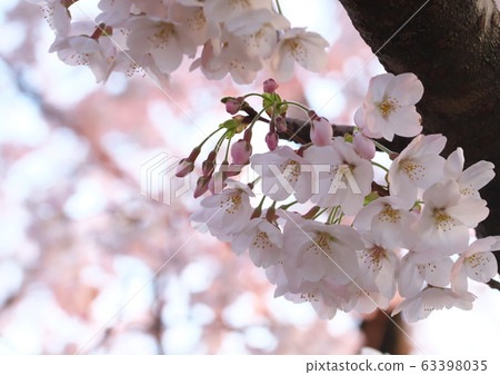 Cherry Blossoms Cherry Blossoms 63398035