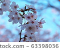 Cherry Blossoms	 63398036