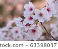 Cherry Blossoms	 63398037