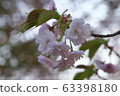 Double cherry blossoms 63398180