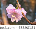 Double cherry blossoms 63398181
