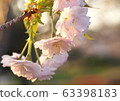 Double cherry blossoms 63398183
