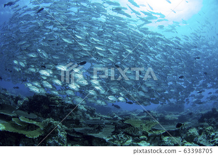 Horde of Gingame bean 63398705