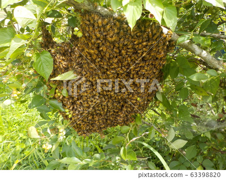 Western honey bee colony Western honey bee colony 63398820