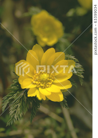 Fukushuou（Fukujusugi） 63399034