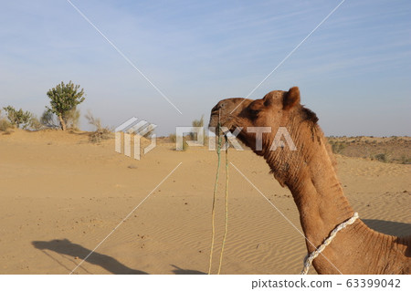 India @ Jaisalmer Camel India @ Jaisalmer Camel 63399042