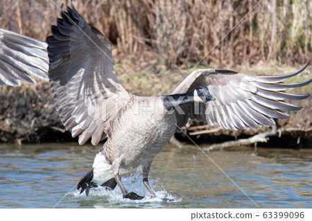 Where the Canadian crows land on the lake, Bank Bar, British Columbia Canada 63399096