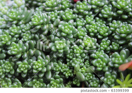 Shirohana tight gome 63399399